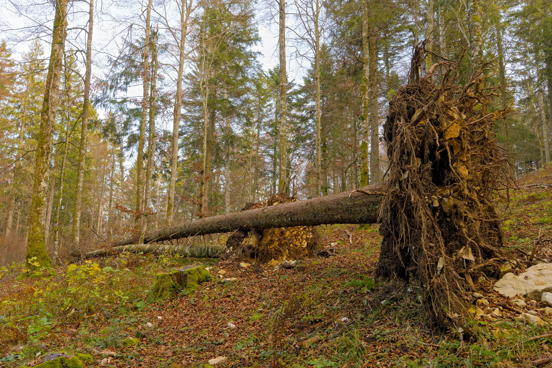 Enlèvement arbre urgence à Étampes